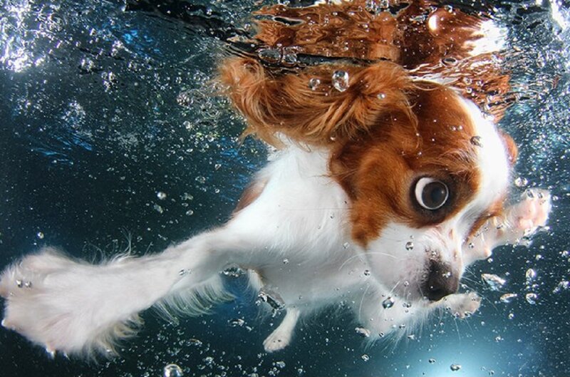 Cavalier King Charles Spaniel — Brown, Active