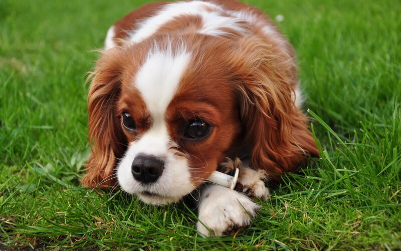 Cavalier King Charles Spaniel — Brown, Calm, Afternoon, Photograph, Grass