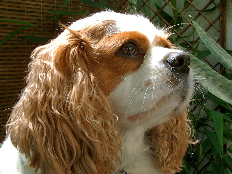 Cavalier King Charles Spaniel — Brown, Calm, Afternoon