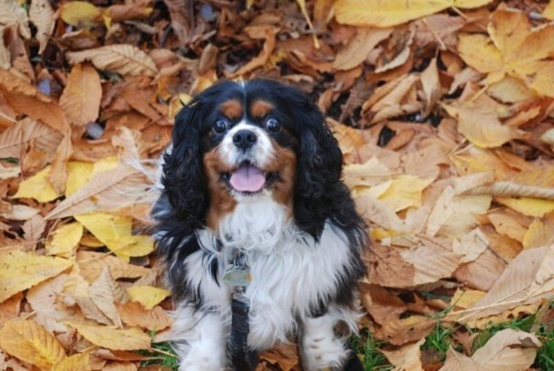 Cavalier King Charles Spaniel — Brown, Calm, Autumn
