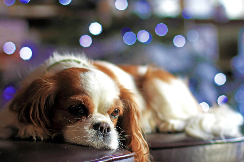 Cavalier King Charles Spaniel — Brown, Calm, Night