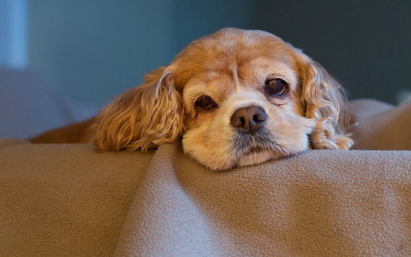 Cavalier King Charles Spaniel — Brown, Calm, Photograph, Blanket