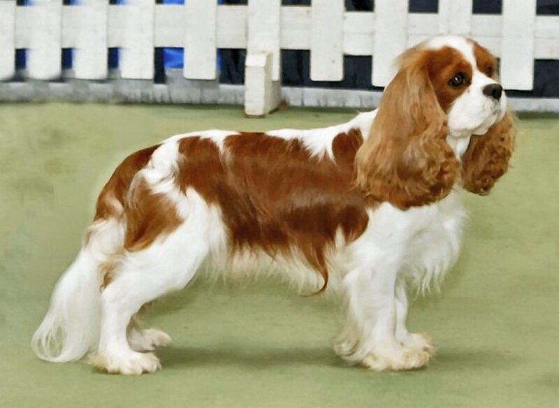 Cavalier King Charles Spaniel — Brown, Calm, Photograph, Dog, Fence