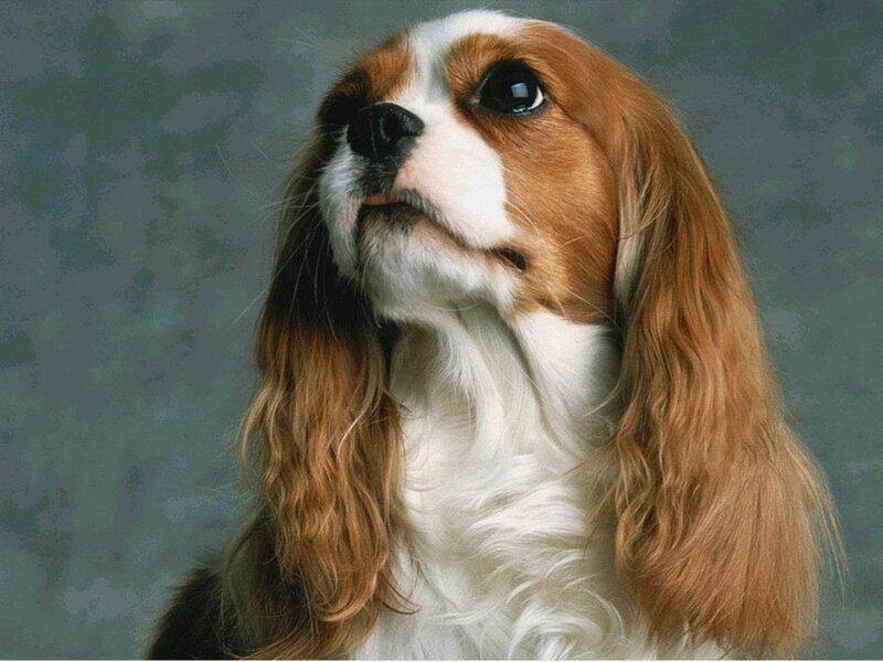 Cavalier King Charles Spaniel — Brown, Calm, Photograph, Dog, Long Ears
