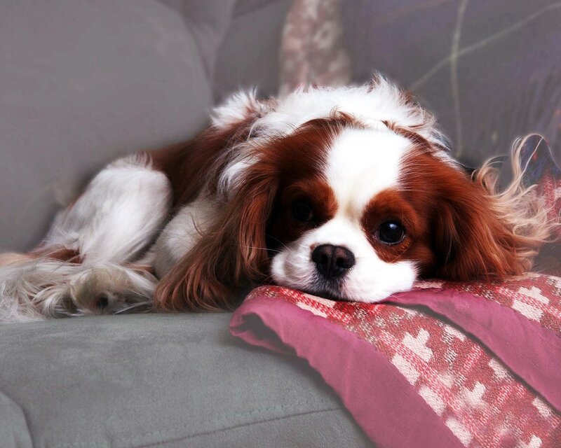 Cavalier King Charles Spaniel — Brown, Calm, Photograph, Dog