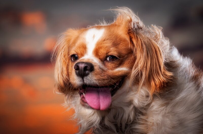 Cavalier King Charles Spaniel — Brown, Calm, Photograph, Dog, Tongue