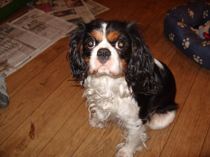 Cavalier King Charles Spaniel — Brown, Calm, Photograph, Newspaper