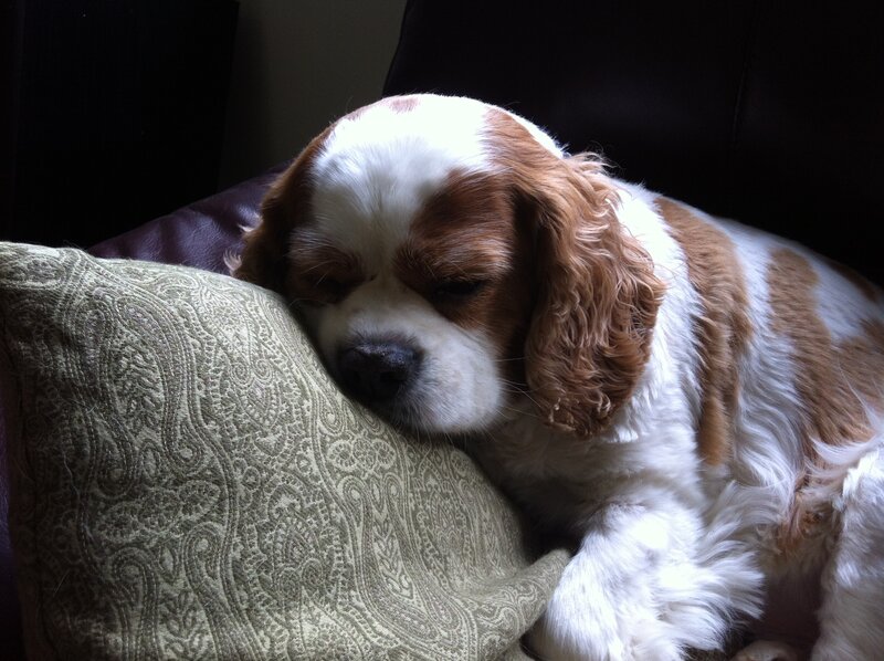 Cavalier King Charles Spaniel — Brown, Calm, Photograph, Pillow