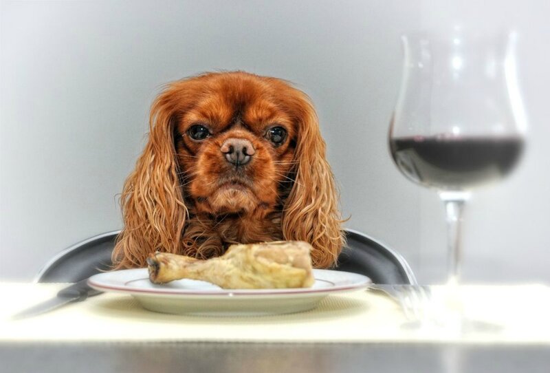 Cavalier King Charles Spaniel — Brown, Calm, Photograph, Plate