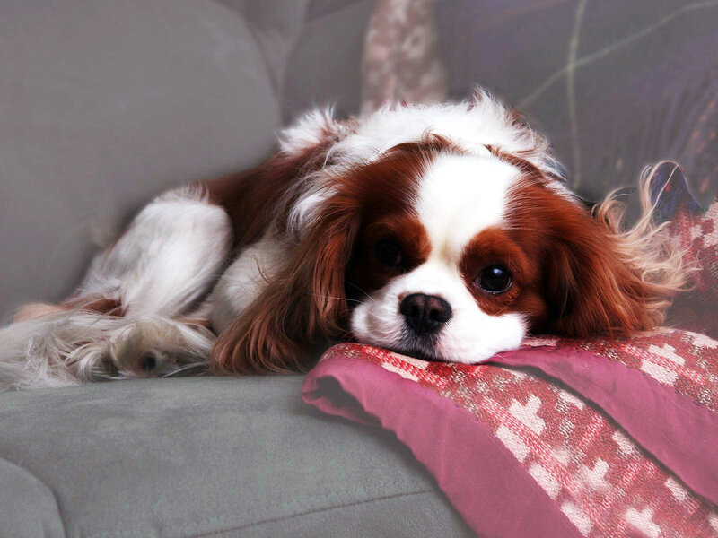 Cavalier King Charles Spaniel — Brown, Calm, Photograph, Sofa