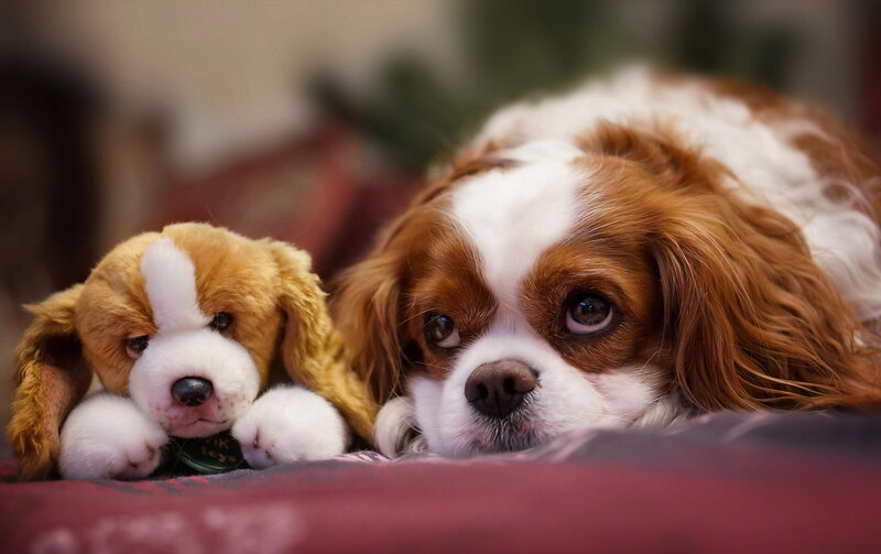 Cavalier King Charles Spaniel — Brown, Calm, Photograph, Stuffed Toy