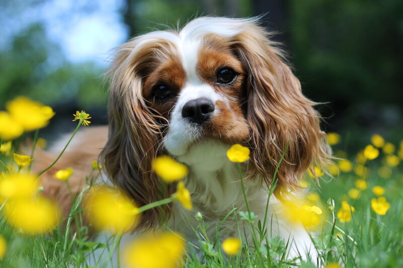 Cavalier King Charles Spaniel — Brown, Calm, Spring