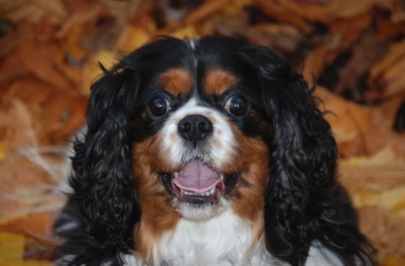 Cavalier King Charles Spaniel — Brown, Calm