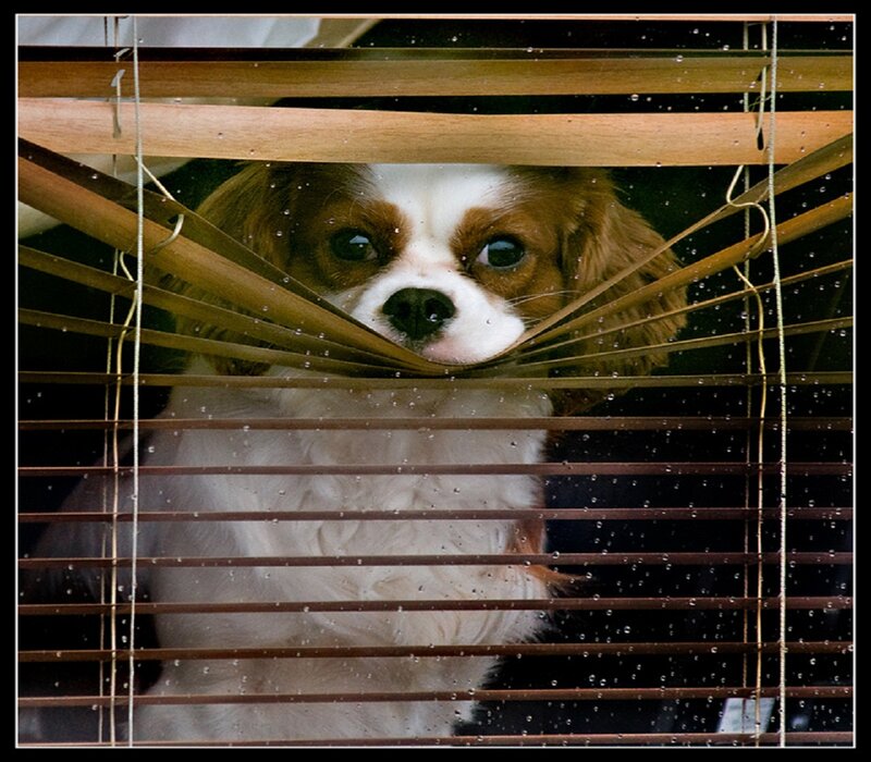 Cavalier King Charles Spaniel — Brown, Curious