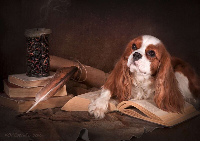 Cavalier King Charles Spaniel — Brown, Dramatic