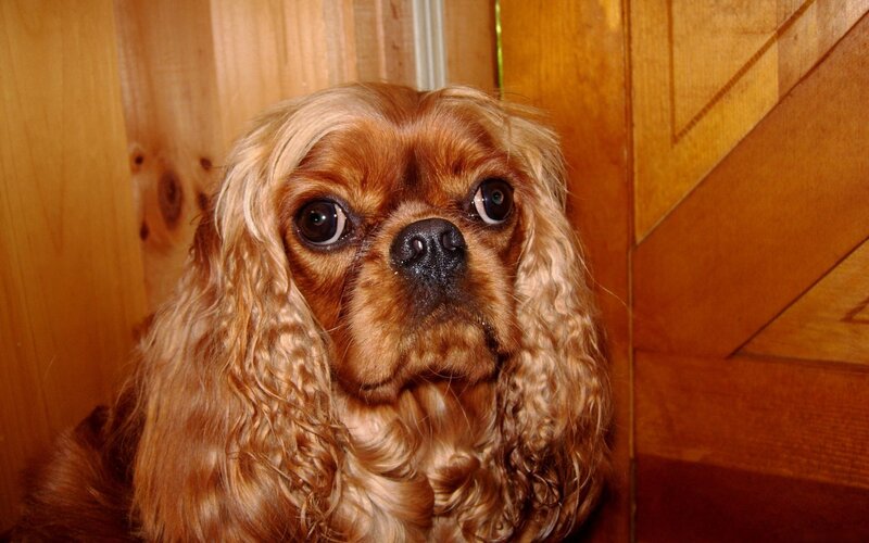 Cavalier King Charles Spaniel — Brown, Neutral