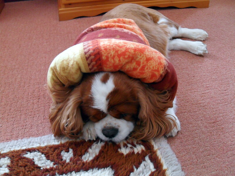 Cavalier King Charles Spaniel — Brown, Peaceful