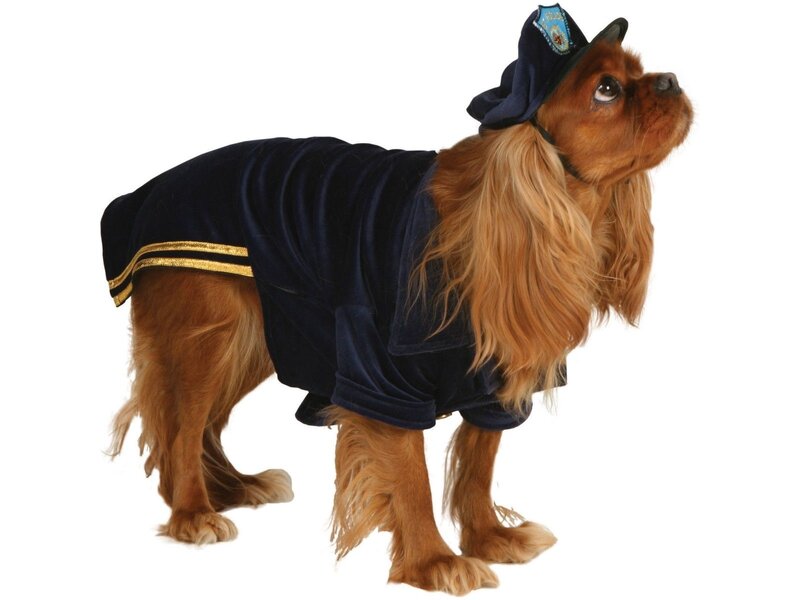 Cavalier King Charles Spaniel — Brown, Playful