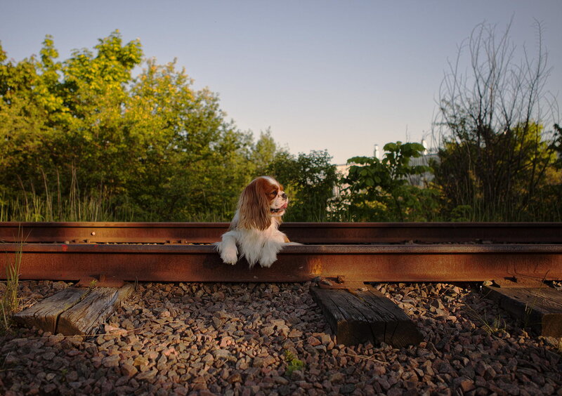 Cavalier King Charles Spaniel — Brown, Serene, Sunset