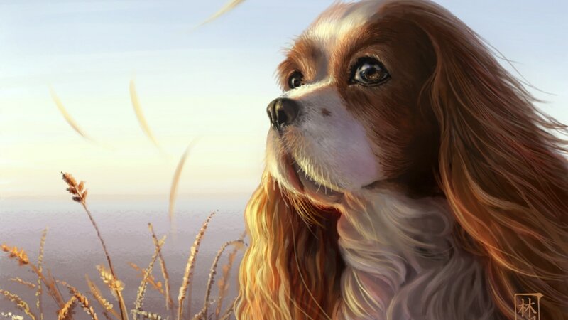 Cavalier King Charles Spaniel — Brown, Serene