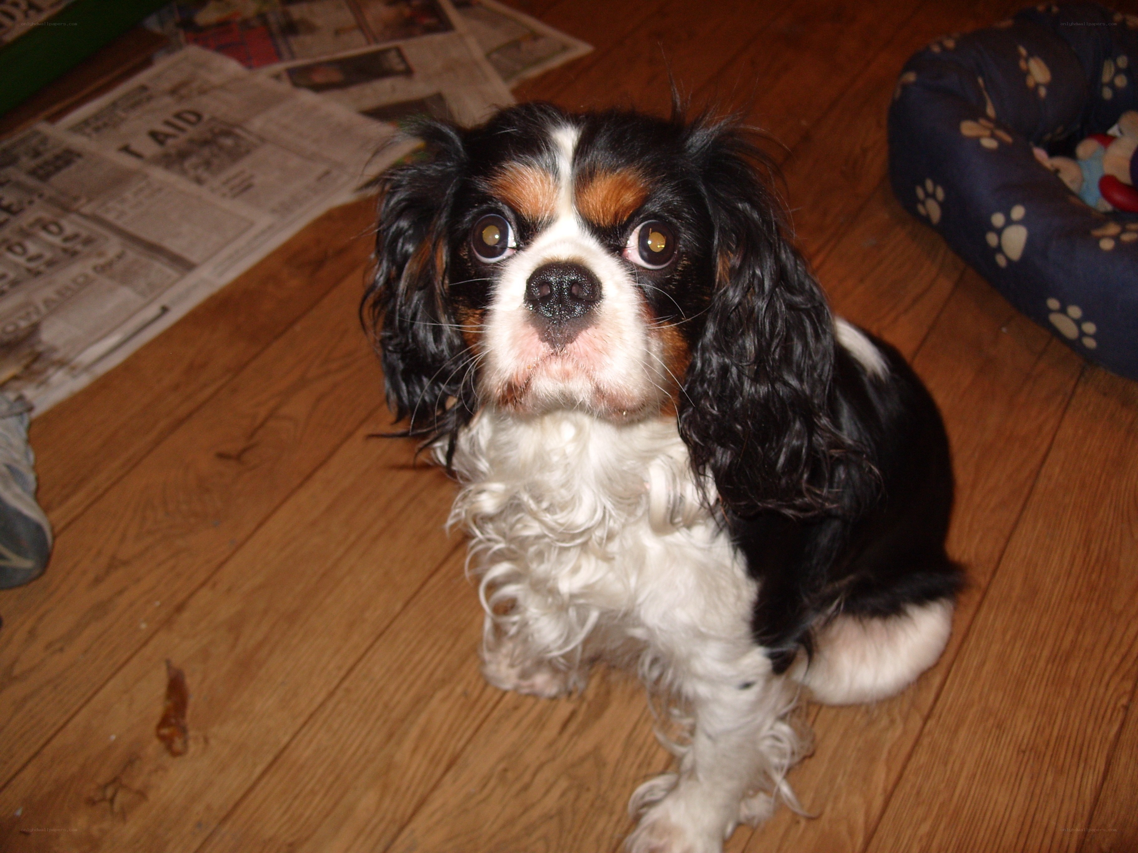 Cavalier King Charles Spaniel dog