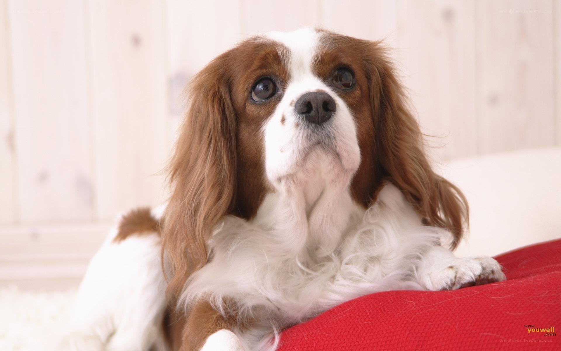 Cavalier King Charles Spaniel dog