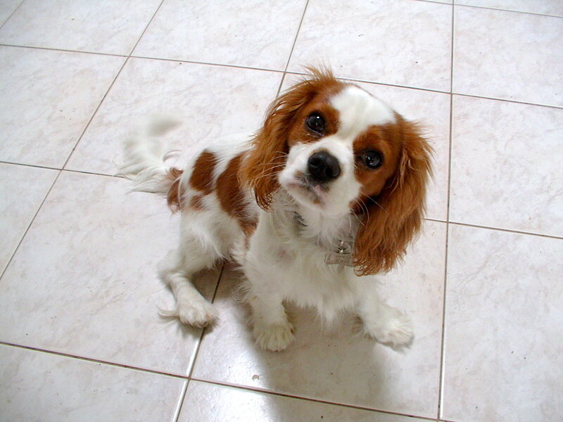 Cavalier King Charles Spaniel dog