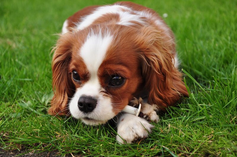 Cavalier King Charles Spaniel — Green, Calm