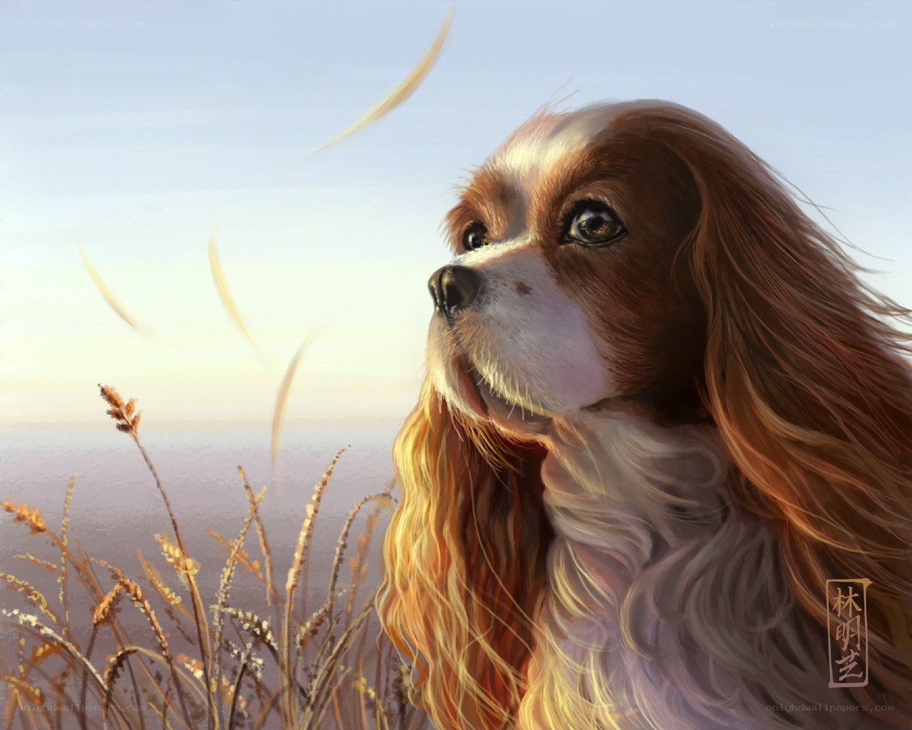Cavalier King Charles Spaniel in a field