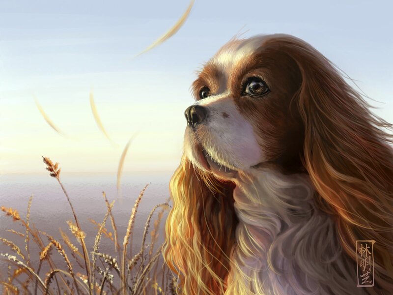 Cavalier King Charles Spaniel in field