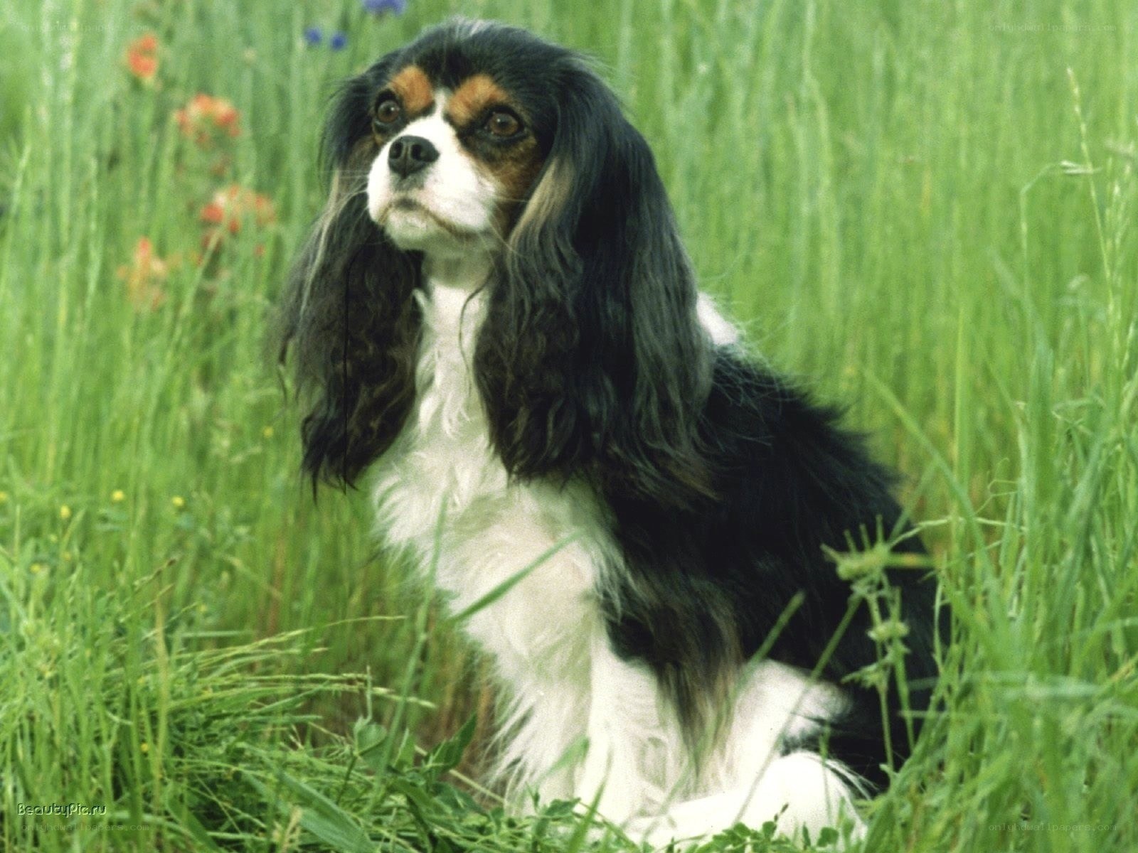 Cavalier King Charles Spaniel in grass