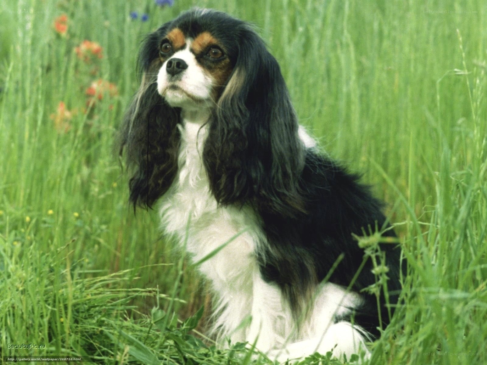 Cavalier King Charles Spaniel in grass
