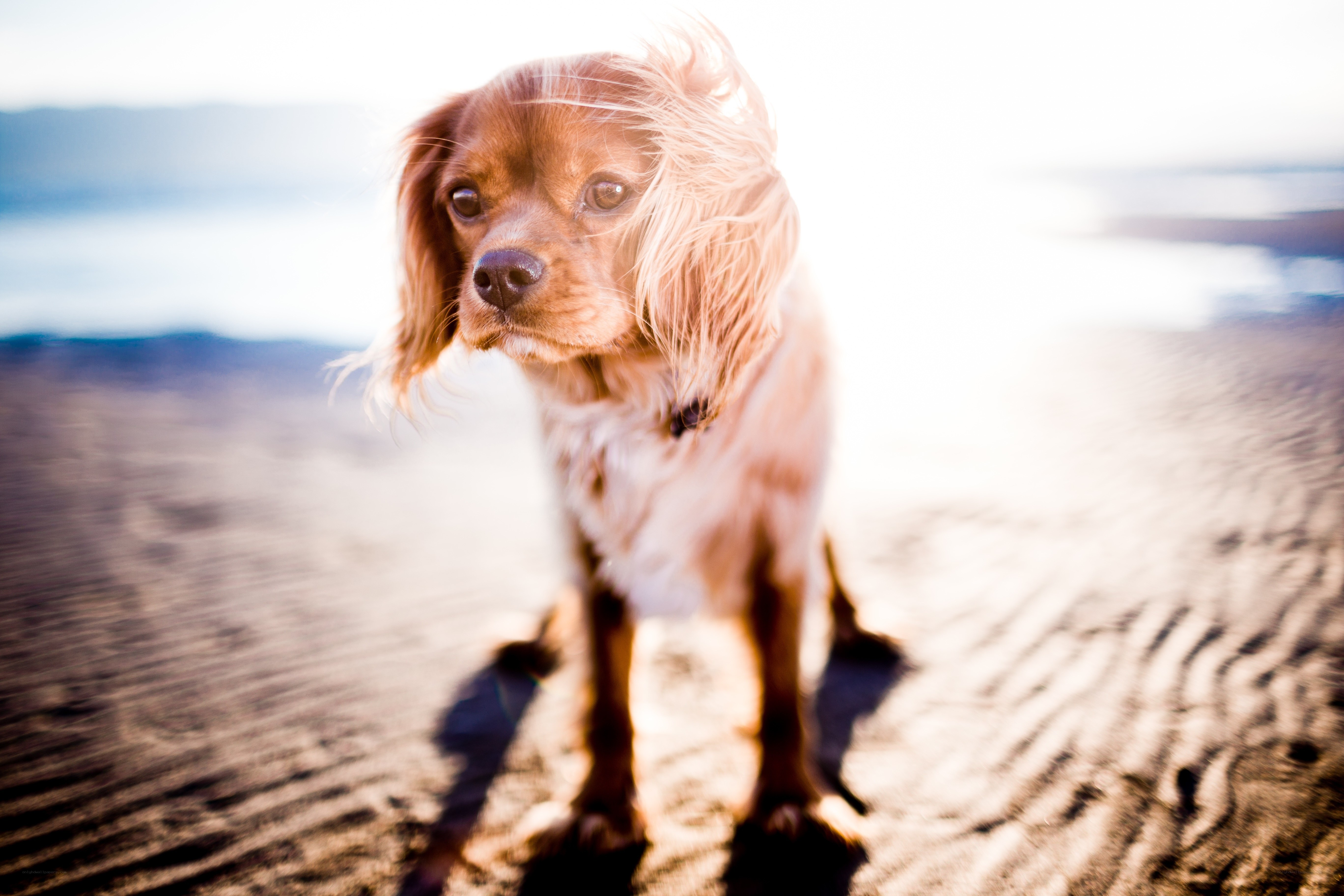 Cavalier King Charles Spaniel on beach