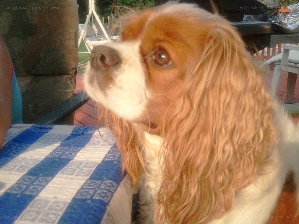 Cavalier King Charles Spaniel on deck