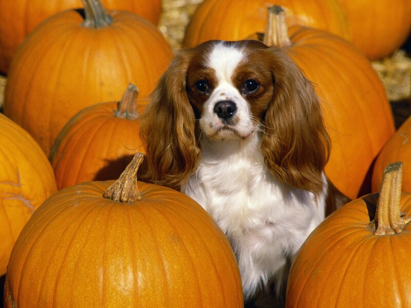 Cavalier King Charles Spaniel — Orange, Calm, Autumn