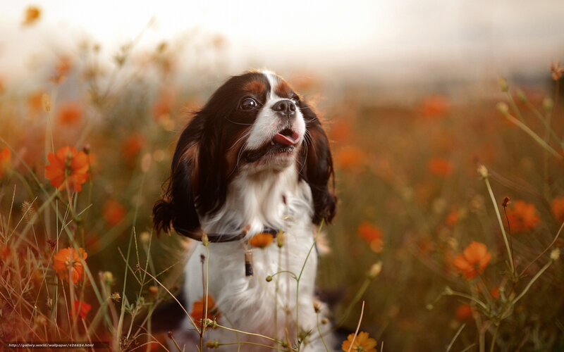 Cavalier King Charles Spaniel — Orange, Serene