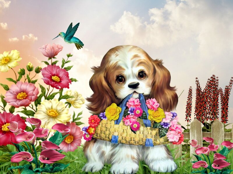 Cavalier King Charles Spaniel — Pink, Serene