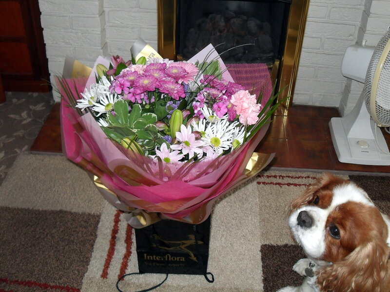 Cavalier King Charles Spaniel — Pink