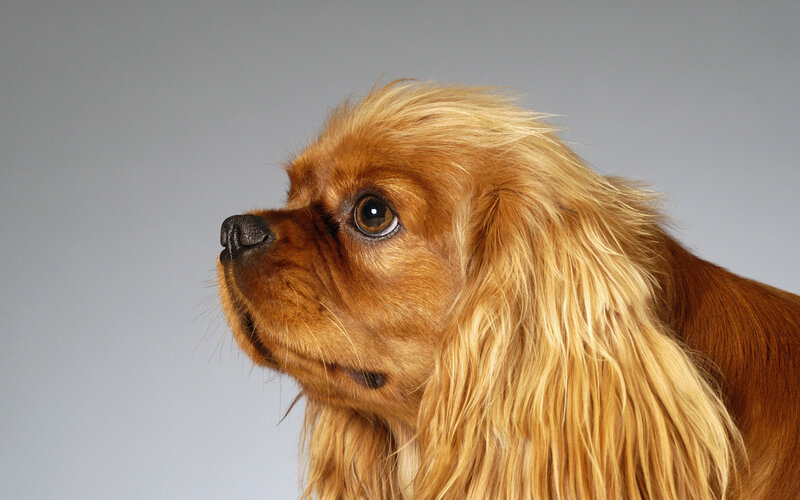Cavalier King Charles Spaniel portrait