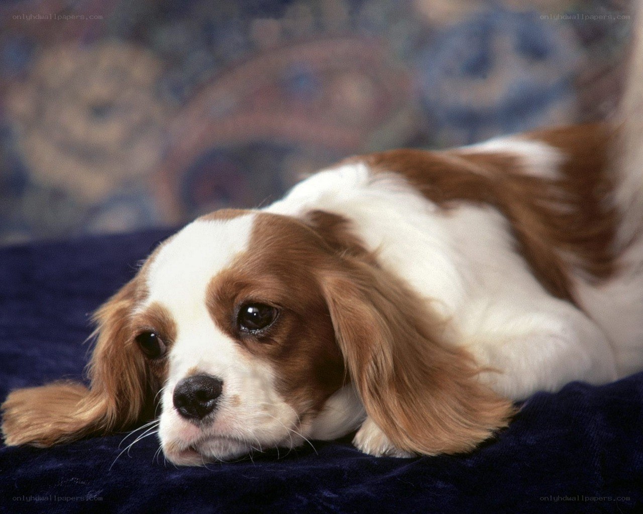 Cavalier King Charles Spaniel puppy