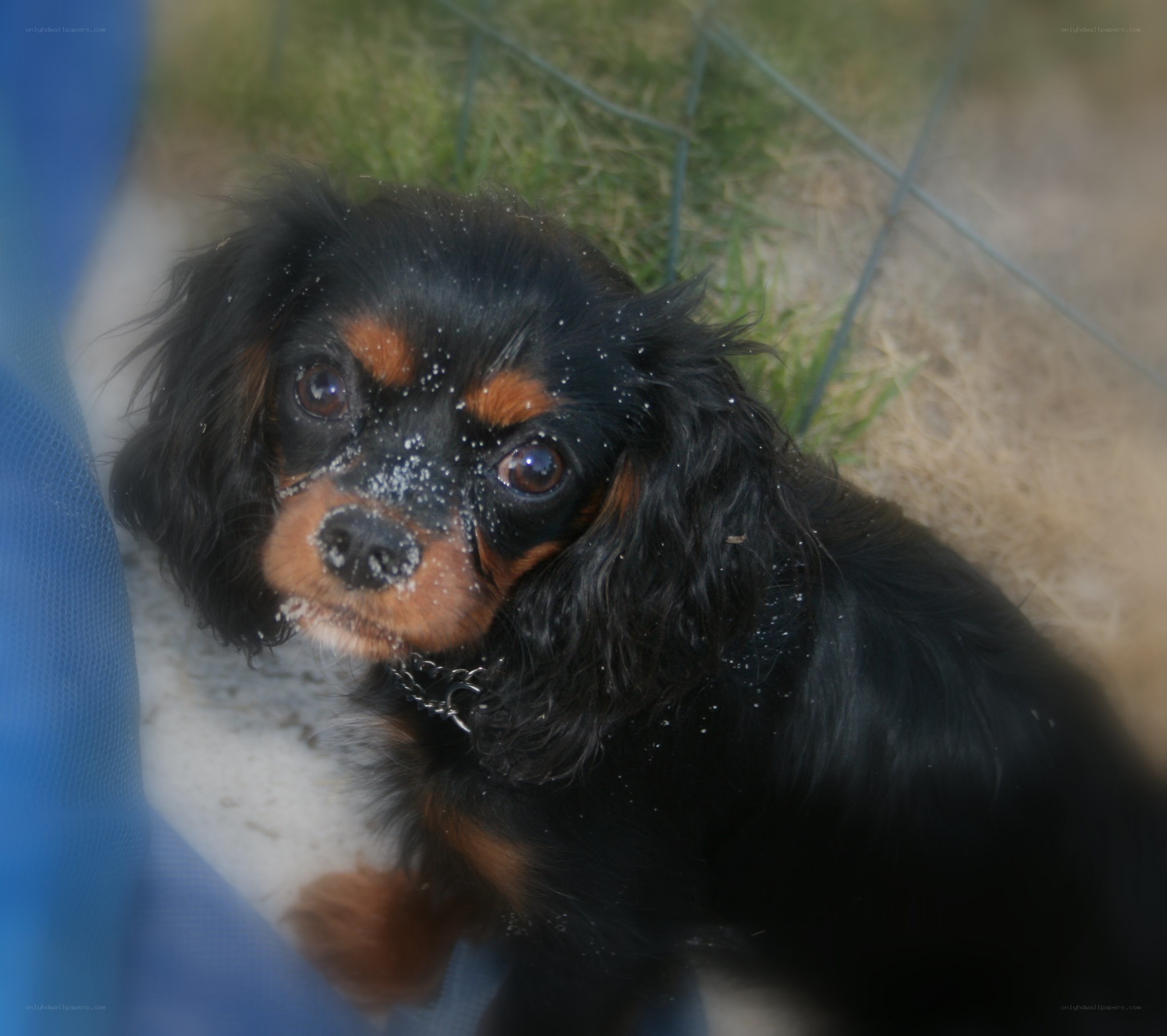 cavalier king charles spaniel puppy