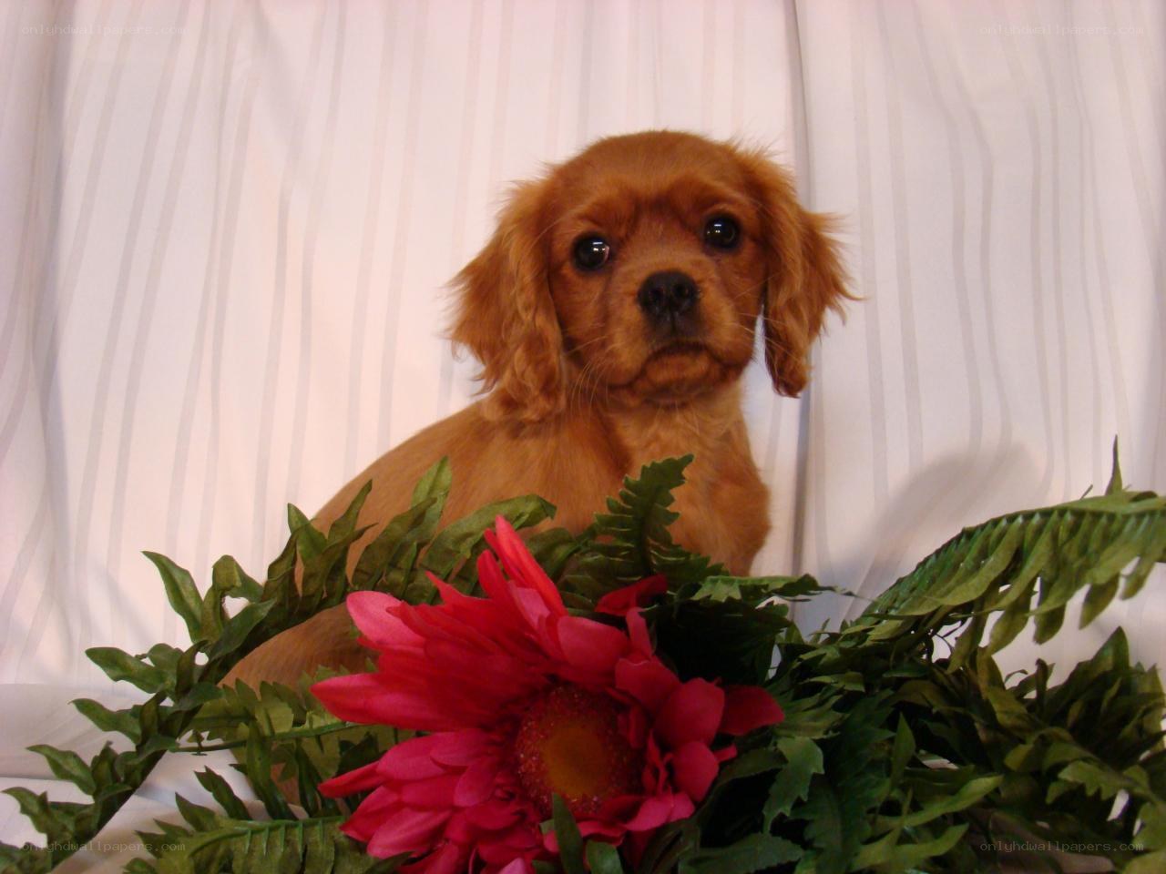 Cavalier King Charles Spaniel puppy