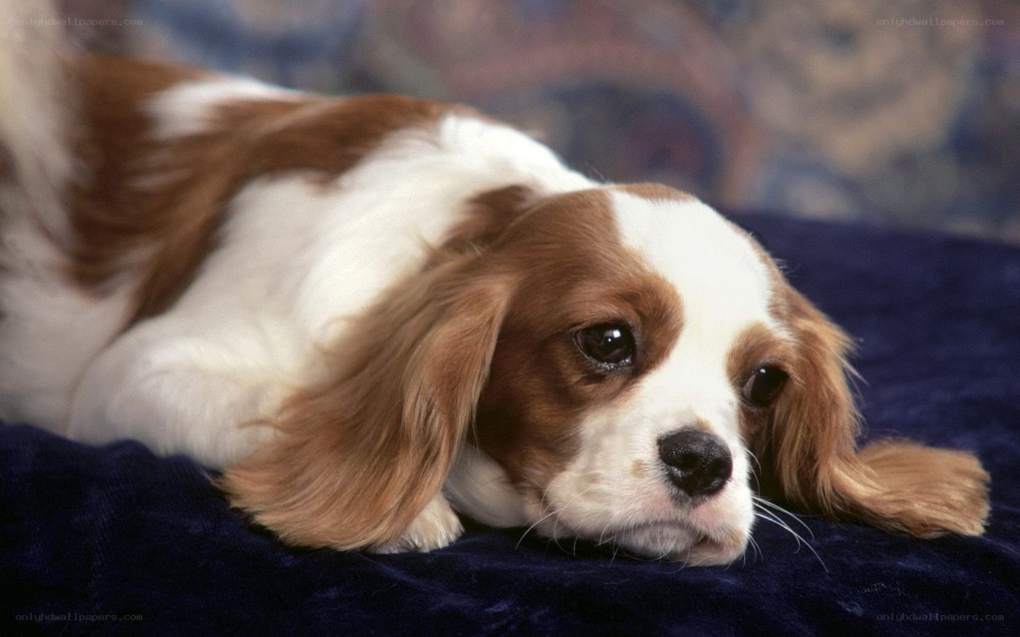 Cavalier King Charles Spaniel puppy