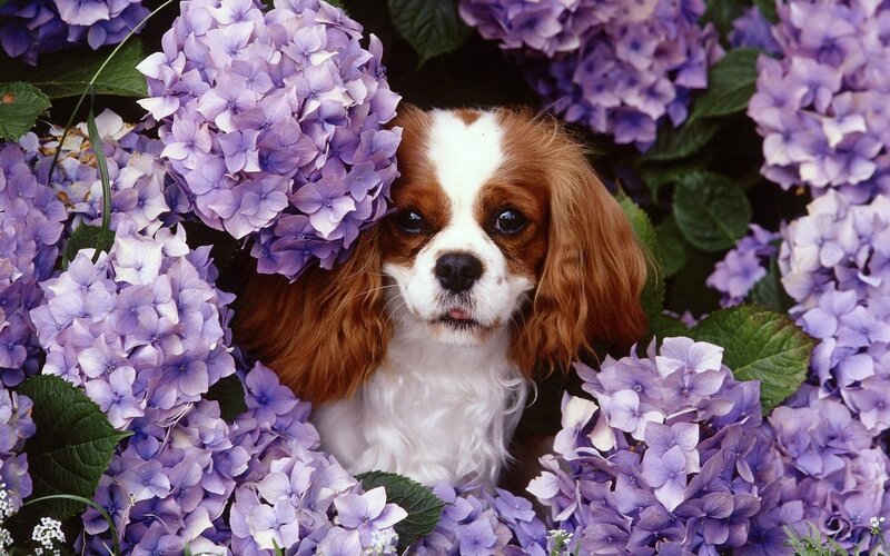 Cavalier King Charles Spaniel — Purple, Calm, Photograph, Hydrangea Flowers, Green Leaves