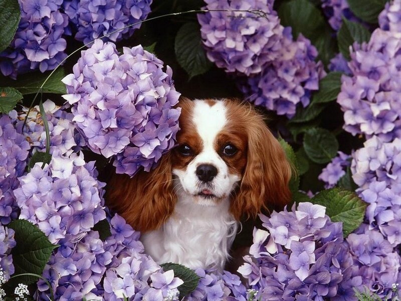 Cavalier King Charles Spaniel — Purple, Calm, Photograph