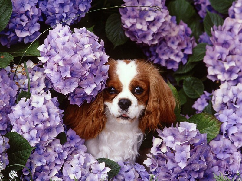 Cavalier King Charles Spaniel — Purple, Calm, Summer
