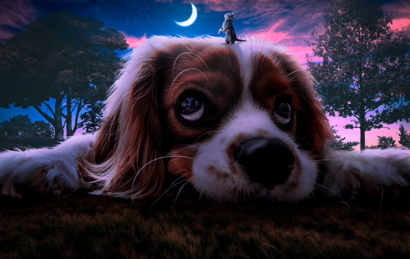 Cavalier King Charles Spaniel — Purple, Dreamy, Night