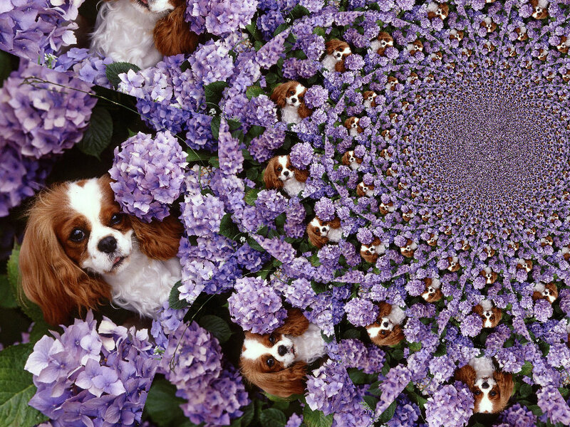 Cavalier King Charles Spaniel — Purple, Dreamy
