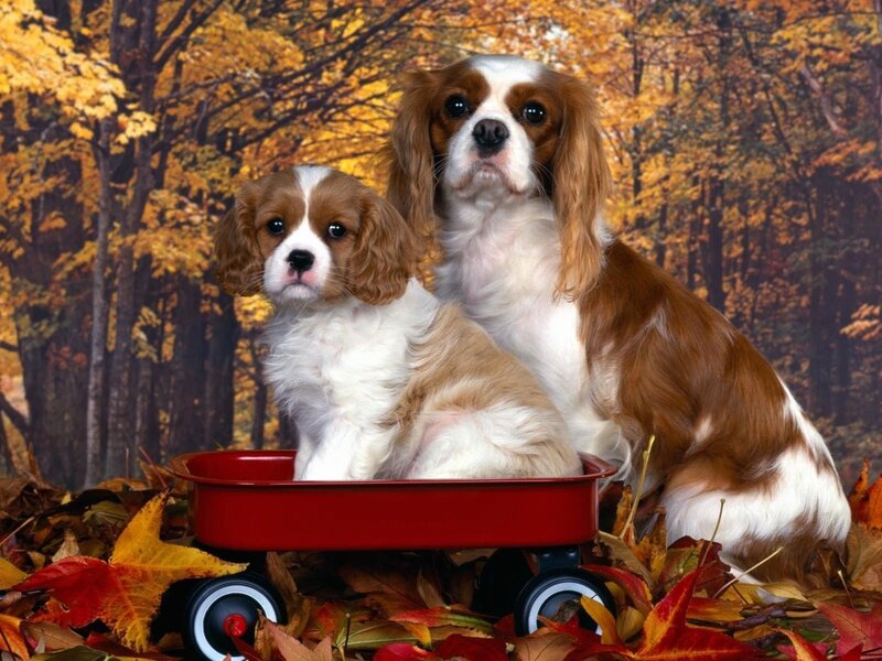 Cavalier King Charles Spaniel — Red, Calm