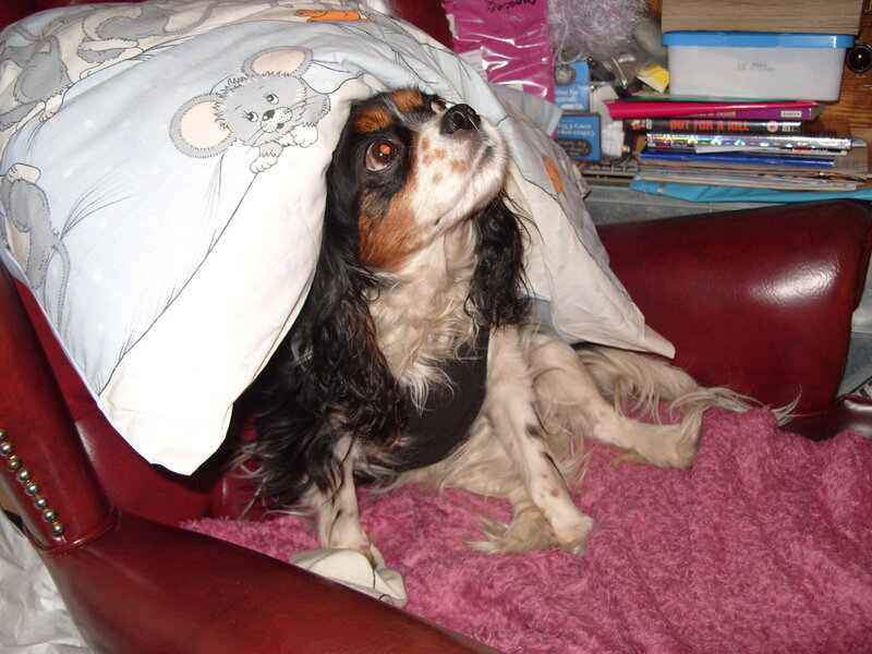 Cavalier King Charles Spaniel — Red, Cozy